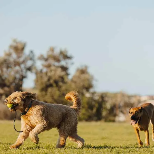 Dog Parks near The Kensington